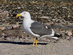 Yellow-footed Gull
